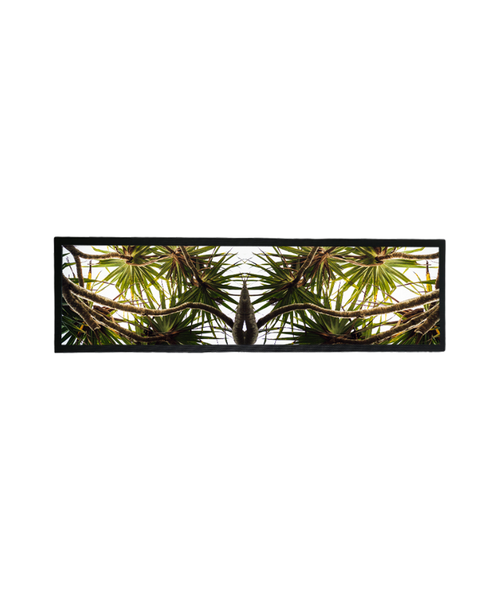 Pandanus
